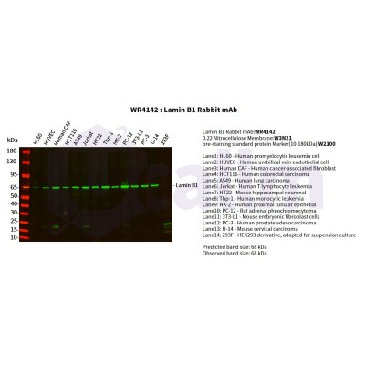 Various whole cell lysates were separated by 4-20% SDS-PAGE, and the primary antibody was used at 4°C, over night with a 1:5000 dilution . The Dylight 800-conjugated Goat anti-Rabbit antibody(Cat:WS0446) was used to detect the antibody.