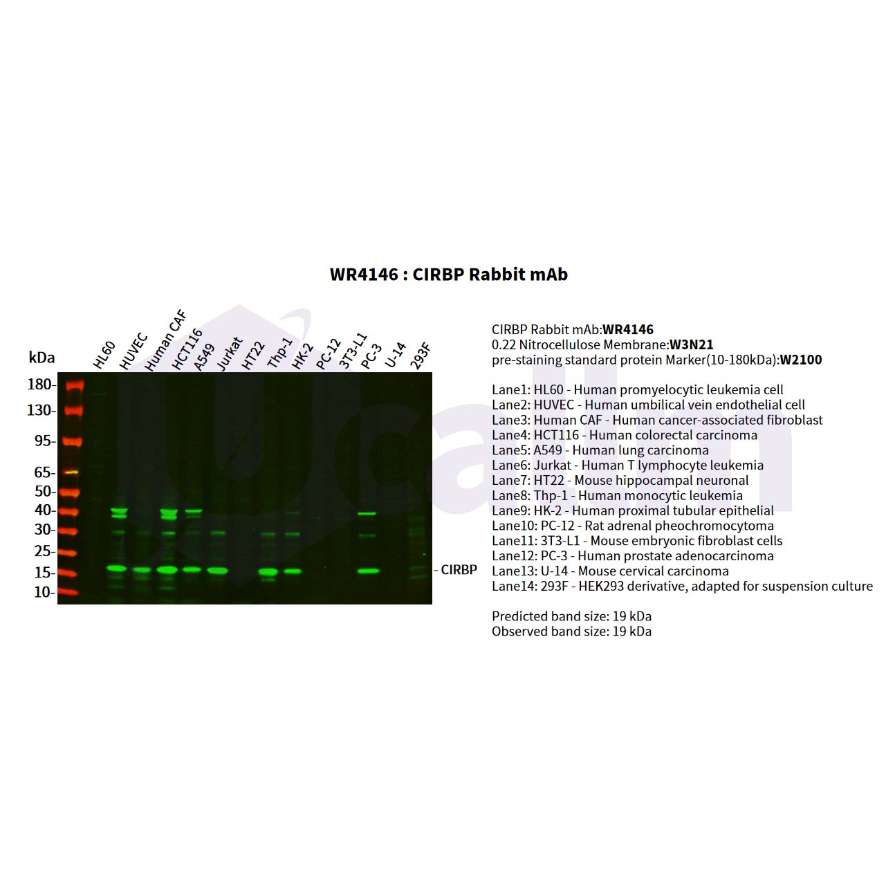 WR4146 Various whole cell lysates were separated by 4-20% SDS-PAGE, and the primary antibody was used at 4°C, over night with a 1:2500 dilution . The Dylight 800-conjugated Goat anti-Rabbit antibody(Cat:WS0446) was used to detect the antibody. Various whole cell lysates were separated by 4-20% SDS-PAGE, and the primary antibody was used at 4°C, over night with a 1:2500 dilution . The Dylight 800-conjugated Goat anti-Rabbit antibody(Cat:WS0446) was used to detect the antibody.