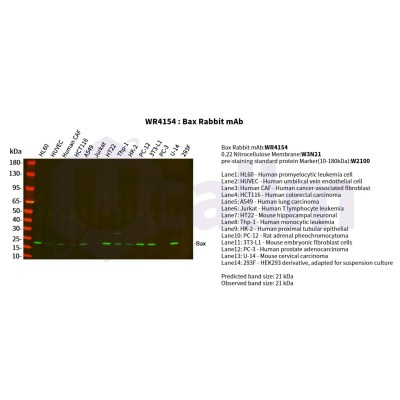 Various whole cell lysates were separated by 4-20% SDS-PAGE, and the primary antibody was used at 4°C, over night with a 1:5000 dilution . The Dylight 800-conjugated Goat anti-Rabbit antibody(Cat:WS0446) was used to detect the antibody.