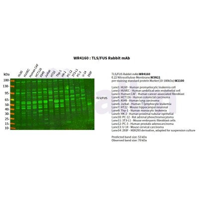 Various whole cell lysates were separated by 4-20% SDS-PAGE, and the primary antibody was used at 4°C, over night with a 1:1000 dilution . The Dylight 800-conjugated Goat anti-Rabbit antibody(Cat:WS0446) was used to detect the antibody.