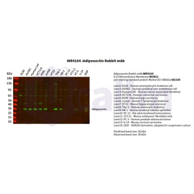 Various whole cell lysates were separated by 4-20% SDS-PAGE, and the primary antibody was used at 4°C, over night with a 1:2500 dilution . The Dylight 800-conjugated Goat anti-Rabbit antibody(Cat:WS0446) was used to detect the antibody.