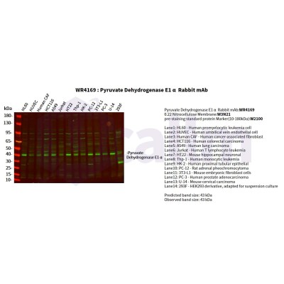Various whole cell lysates were separated by 4-20% SDS-PAGE, and the primary antibody was used at 4°C, over night with a 1:2500 dilution . The Dylight 800-conjugated Goat anti-Rabbit antibody(Cat:WS0446) was used to detect the antibody.