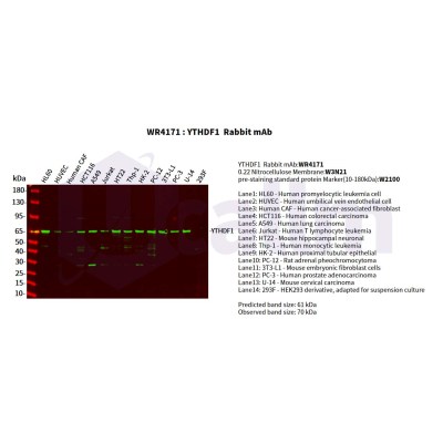 Various whole cell lysates were separated by 4-20% SDS-PAGE, and the primary antibody was used at 4°C, over night with a 1:2500 dilution . The Dylight 800-conjugated Goat anti-Rabbit antibody(Cat:WS0446) was used to detect the antibody.