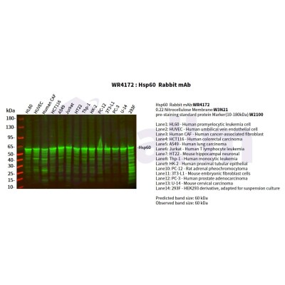Various whole cell lysates were separated by 4-20% SDS-PAGE, and the primary antibody was used at 4°C, over night with a 1:2500 dilution . The Dylight 800-conjugated Goat anti-Rabbit antibody(Cat:WS0446) was used to detect the antibody.