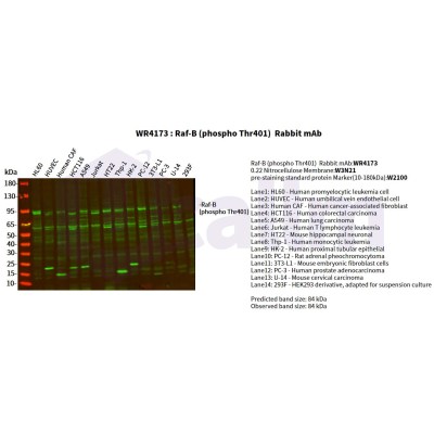 Various whole cell lysates were separated by 4-20% SDS-PAGE, and the primary antibody was used at 4°C, over night with a 1:500 dilution . The Dylight 800-conjugated Goat anti-Rabbit antibody(Cat:WS0446) was used to detect the antibody.