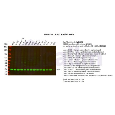 Various whole cell lysates were separated by 4-20% SDS-PAGE, and the primary antibody was used at 4°C, over night with a 1:2500 dilution . The Dylight 800-conjugated Goat anti-Rabbit antibody(Cat:WS0446) was used to detect the antibody.