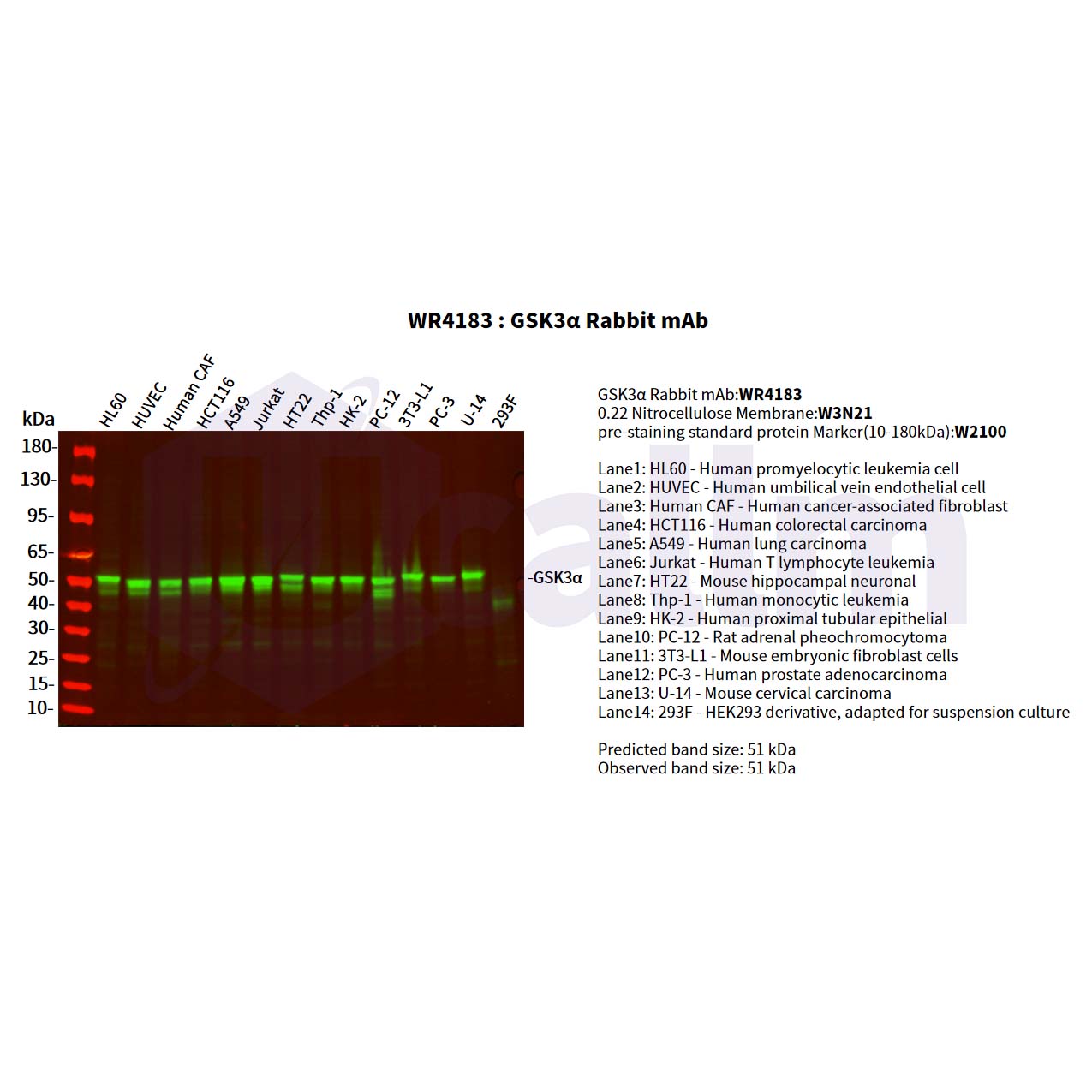 WR4183 Various whole cell lysates were separated by 4-20% SDS-PAGE, and the primary antibody was used at 4°C, over night with a 1:2500 dilution . The Dylight 800-conjugated Goat anti-Rabbit antibody(Cat:WS0446) was used to detect the antibody. Various whole cell lysates were separated by 4-20% SDS-PAGE, and the primary antibody was used at 4°C, over night with a 1:2500 dilution . The Dylight 800-conjugated Goat anti-Rabbit antibody(Cat:WS0446) was used to detect the antibody.