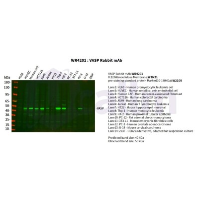 Various whole cell lysates were separated by 4-20% SDS-PAGE, and the primary antibody was used at 4°C, over night with a 1:2500 dilution . The Dylight 800-conjugated Goat anti-Rabbit antibody(Cat:WS0446) was used to detect the antibody.