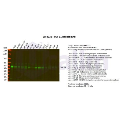 Various whole cell lysates were separated by 4-20% SDS-PAGE, and the primary antibody was used at 4°C, over night with a 1:2500 dilution . The Dylight 800-conjugated Goat anti-Rabbit antibody(Cat:WS0446) was used to detect the antibody.