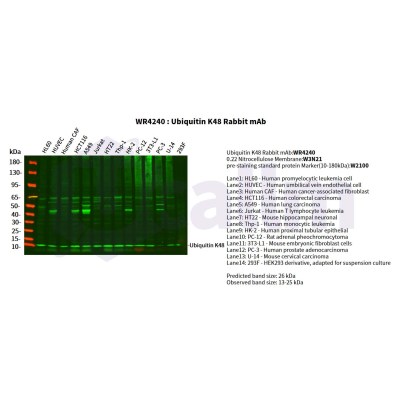 Various whole cell lysates were separated by 4-20% SDS-PAGE, and the primary antibody was used at 4°C, over night with a 1:1000 dilution . The Dylight 800-conjugated Goat anti-Rabbit antibody(Cat:WS0446) was used to detect the antibody.
