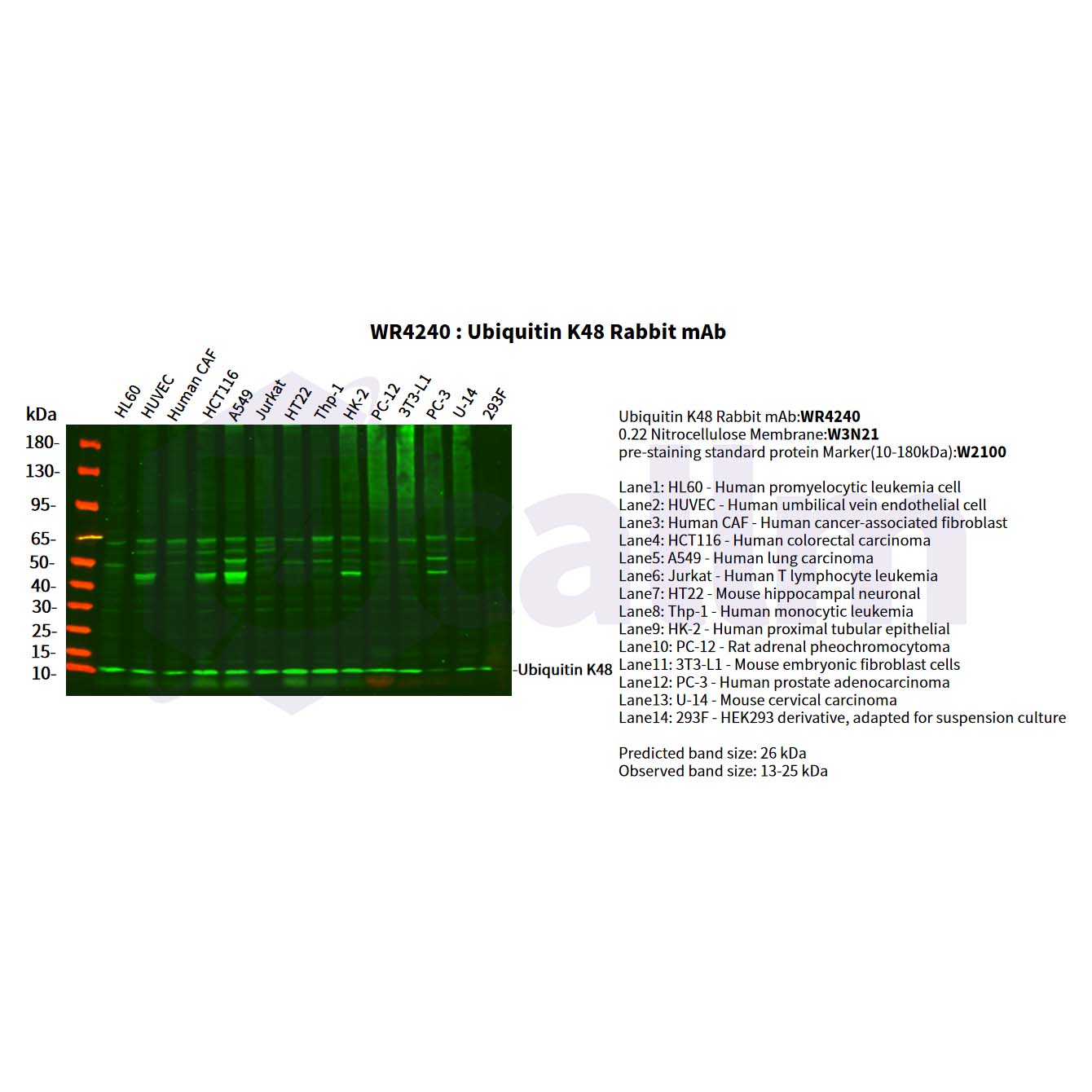 WR4240 Various whole cell lysates were separated by 4-20% SDS-PAGE, and the primary antibody was used at 4°C, over night with a 1:1000 dilution . The Dylight 800-conjugated Goat anti-Rabbit antibody(Cat:WS0446) was used to detect the antibody. Various whole cell lysates were separated by 4-20% SDS-PAGE, and the primary antibody was used at 4°C, over night with a 1:1000 dilution . The Dylight 800-conjugated Goat anti-Rabbit antibody(Cat:WS0446) was used to detect the antibody.