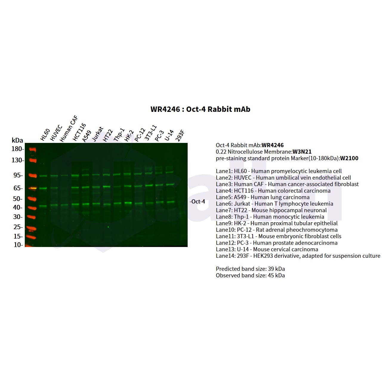 WR4246 Various whole cell lysates were separated by 4-20% SDS-PAGE, and the primary antibody was used at 4°C, over night with a 1:5000 dilution . The Dylight 800-conjugated Goat anti-Rabbit antibody(Cat:WS0446) was used to detect the antibody. Various whole cell lysates were separated by 4-20% SDS-PAGE, and the primary antibody was used at 4°C, over night with a 1:5000 dilution . The Dylight 800-conjugated Goat anti-Rabbit antibody(Cat:WS0446) was used to detect the antibody.