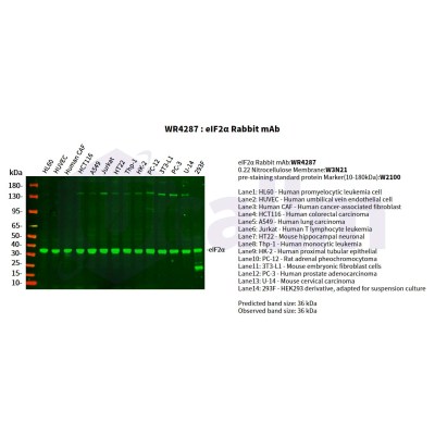 Various whole cell lysates were separated by 4-20% SDS-PAGE, and the primary antibody was used at 4°C, over night with a 1:5000 dilution . The Dylight 800-conjugated Goat anti-Rabbit antibody(Cat:WS0446) was used to detect the antibody.