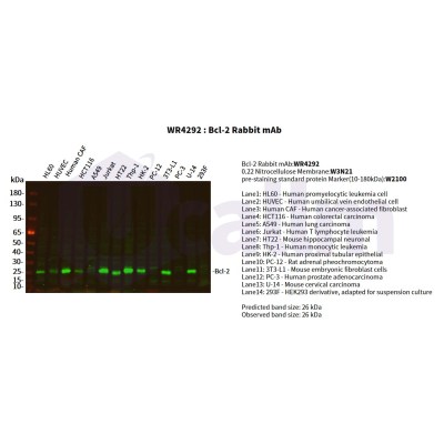 Various whole cell lysates were separated by 4-20% SDS-PAGE, and the primary antibody was used at 4°C, over night with a 1:5000 dilution . The Dylight 800-conjugated Goat anti-Rabbit antibody(Cat:WS0446) was used to detect the antibody.