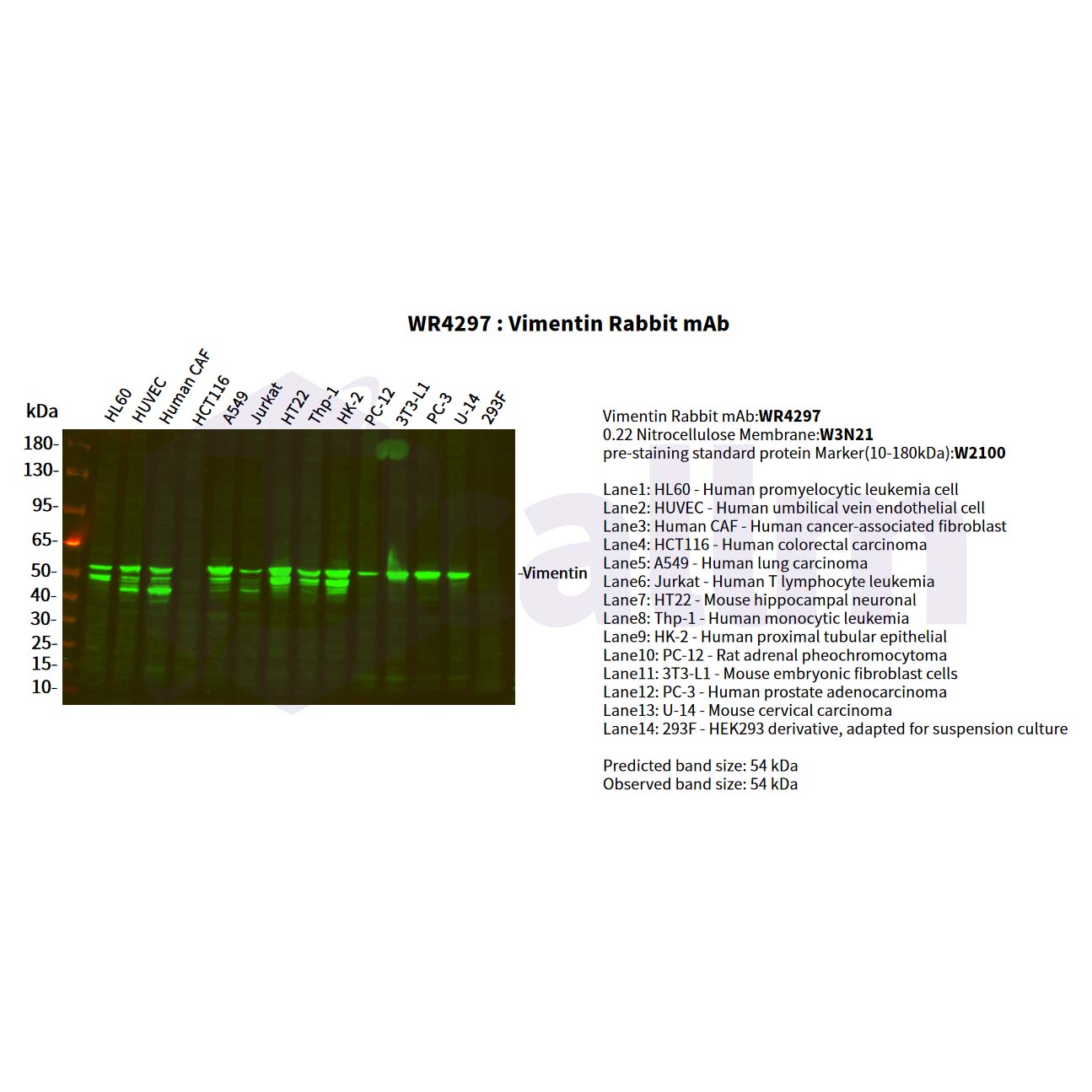 WR4297 Various whole cell lysates were separated by 4-20% SDS-PAGE, and the primary antibody was used at 4°C, over night with a 1:5000 dilution . The Dylight 800-conjugated Goat anti-Rabbit antibody(Cat:WS0446) was used to detect the antibody. Various whole cell lysates were separated by 4-20% SDS-PAGE, and the primary antibody was used at 4°C, over night with a 1:5000 dilution . The Dylight 800-conjugated Goat anti-Rabbit antibody(Cat:WS0446) was used to detect the antibody.