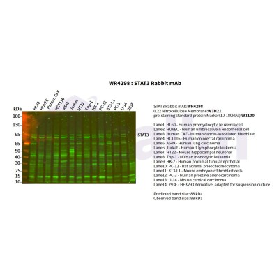 Various whole cell lysates were separated by 4-20% SDS-PAGE, and the primary antibody was used at 4°C, over night with a 1:2500 dilution . The Dylight 800-conjugated Goat anti-Rabbit antibody(Cat:WS0446) was used to detect the antibody.