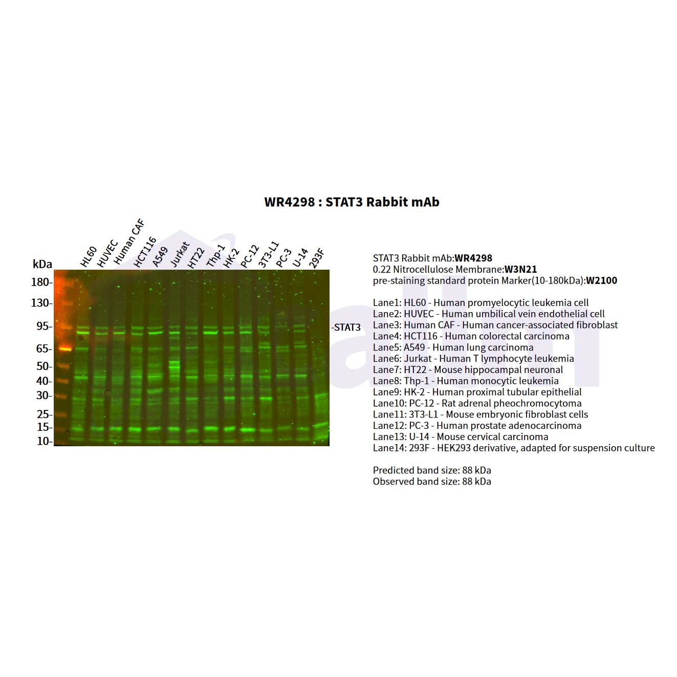 U-Blot® STAT3 Rabbit mAb - Ucallm