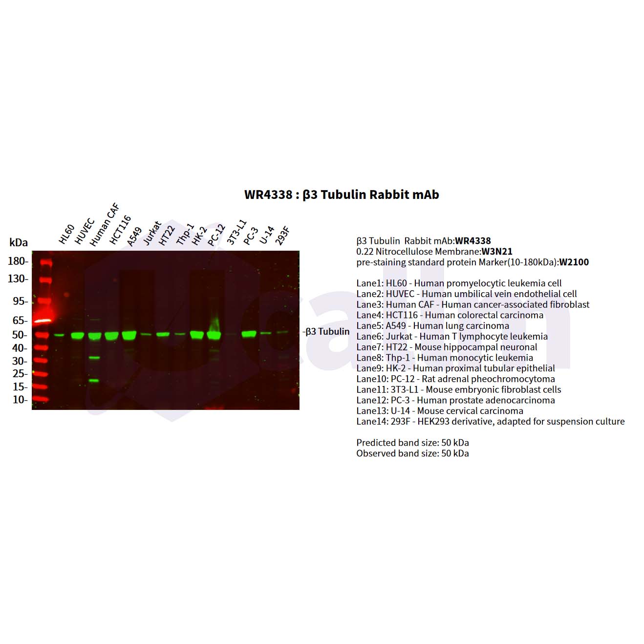 WR4338 Various whole cell lysates were separated by 4-20% SDS-PAGE, and the primary antibody was used at 4°C, over night with a 1:5000 dilution . The Dylight 800-conjugated Goat anti-Rabbit antibody(Cat:WS0446) was used to detect the antibody. Various whole cell lysates were separated by 4-20% SDS-PAGE, and the primary antibody was used at 4°C, over night with a 1:5000 dilution . The Dylight 800-conjugated Goat anti-Rabbit antibody(Cat:WS0446) was used to detect the antibody.