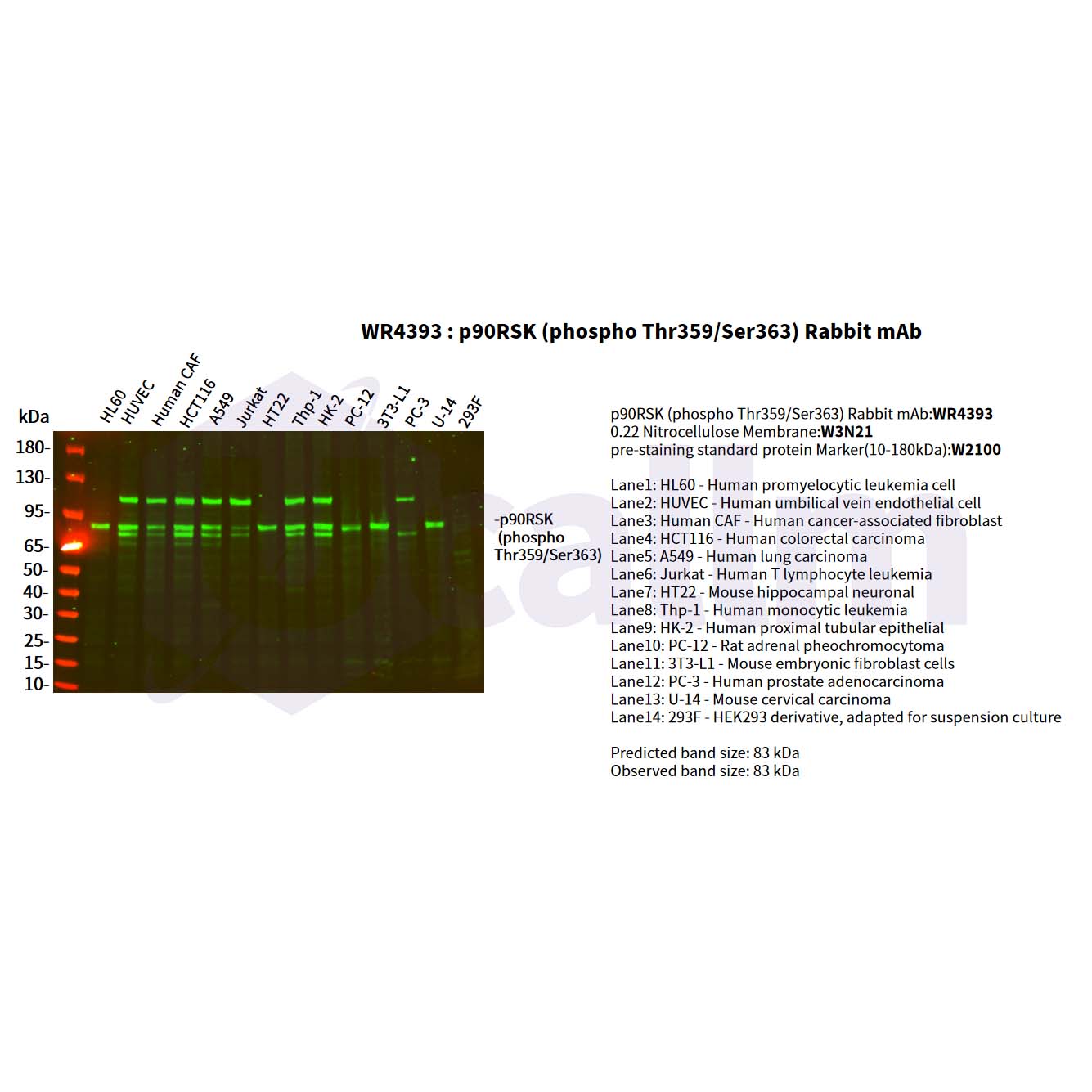 WR4393 Various whole cell lysates were separated by 4-20% SDS-PAGE, and the primary antibody was used at 4°C, over night with a 1:5000 dilution . The Dylight 800-conjugated Goat anti-Rabbit antibody(Cat:WS0446) was used to detect the antibody. Various whole cell lysates were separated by 4-20% SDS-PAGE, and the primary antibody was used at 4°C, over night with a 1:5000 dilution . The Dylight 800-conjugated Goat anti-Rabbit antibody(Cat:WS0446) was used to detect the antibody.