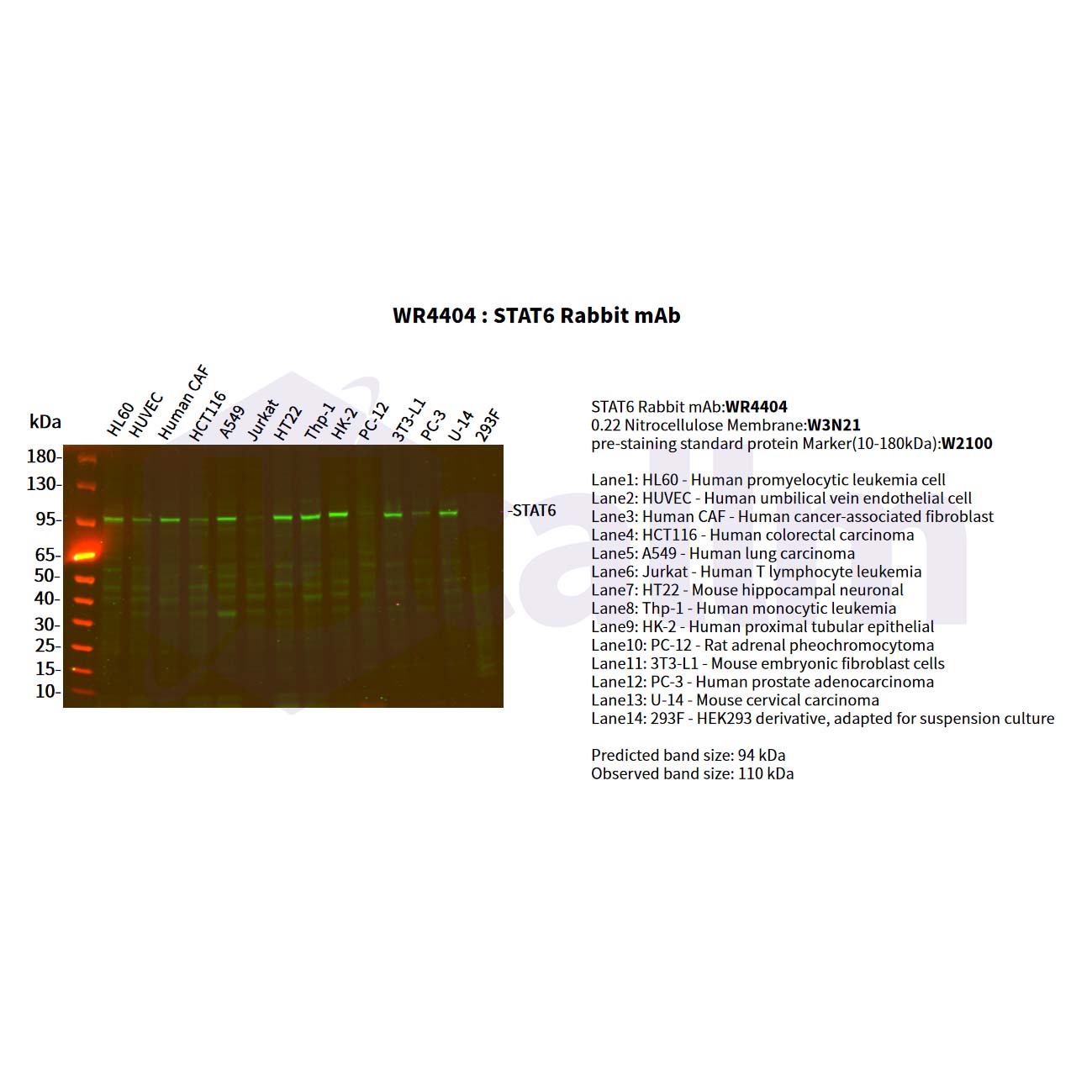 WR4404 Various whole cell lysates were separated by 4-20% SDS-PAGE, and the primary antibody was used at 4°C, over night with a 1:5000 dilution . The Dylight 800-conjugated Goat anti-Rabbit antibody(Cat:WS0446) was used to detect the antibody. Various whole cell lysates were separated by 4-20% SDS-PAGE, and the primary antibody was used at 4°C, over night with a 1:5000 dilution . The Dylight 800-conjugated Goat anti-Rabbit antibody(Cat:WS0446) was used to detect the antibody.