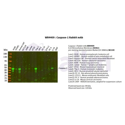 Various whole cell lysates were separated by 4-20% SDS-PAGE, and the primary antibody was used at 4°C, over night with a 1:5000 dilution . The Dylight 800-conjugated Goat anti-Rabbit antibody(Cat:WS0446) was used to detect the antibody.