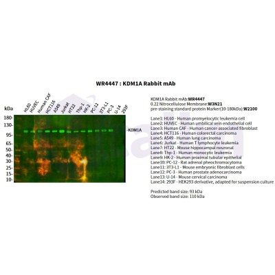 Various whole cell lysates were separated by 4-20% SDS-PAGE, and the primary antibody was used at 4°C, over night with a 1:2500 dilution . The Dylight 800-conjugated Goat anti-Rabbit antibody(Cat:WS0446) was used to detect the antibody.