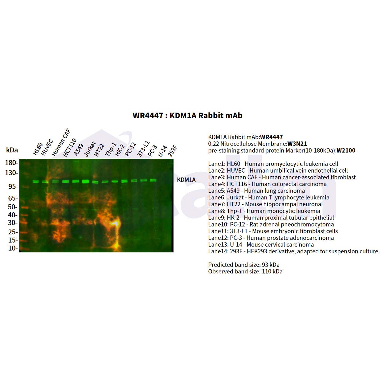 WR4447 Various whole cell lysates were separated by 4-20% SDS-PAGE, and the primary antibody was used at 4°C, over night with a 1:2500 dilution . The Dylight 800-conjugated Goat anti-Rabbit antibody(Cat:WS0446) was used to detect the antibody. Various whole cell lysates were separated by 4-20% SDS-PAGE, and the primary antibody was used at 4°C, over night with a 1:2500 dilution . The Dylight 800-conjugated Goat anti-Rabbit antibody(Cat:WS0446) was used to detect the antibody.