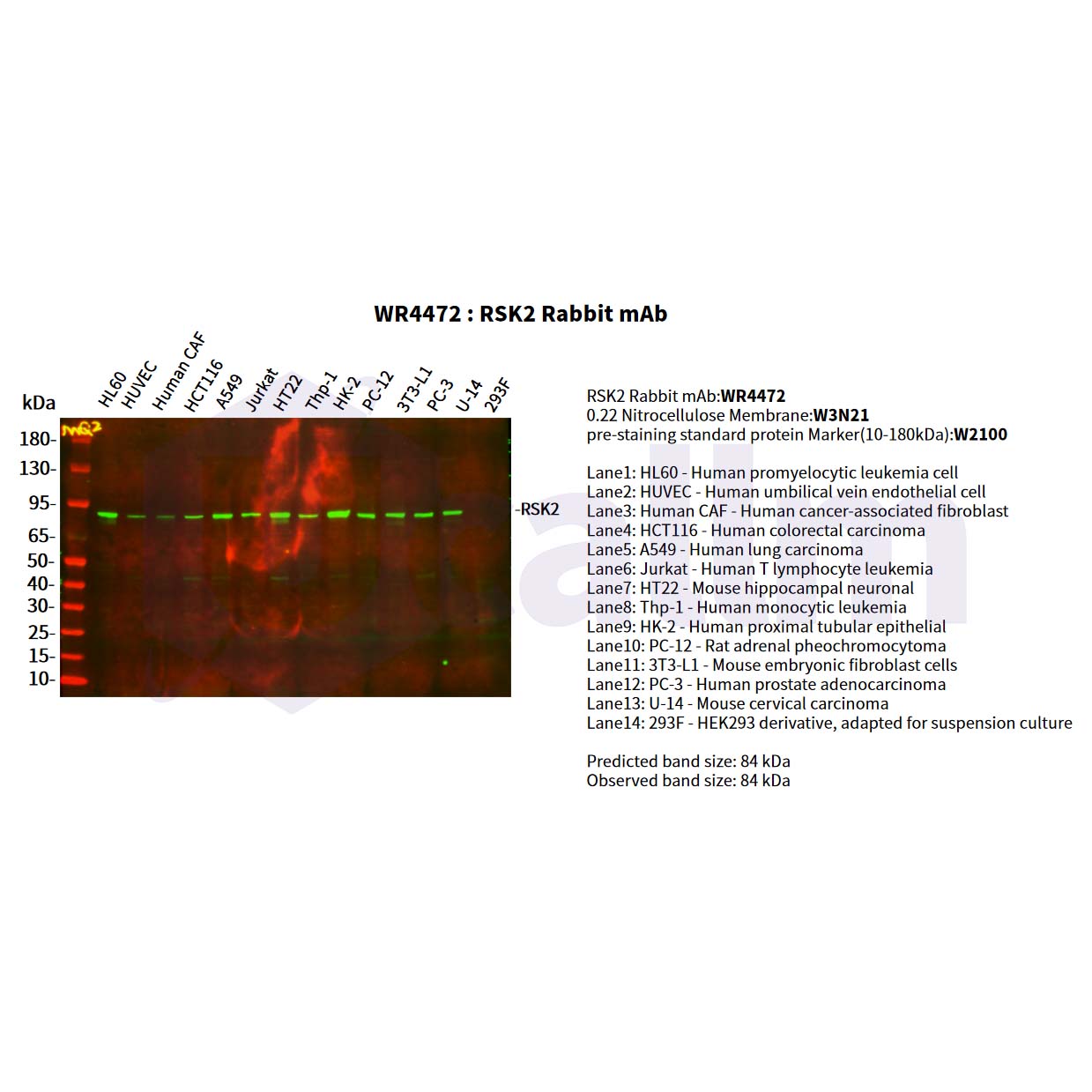 WR4472 Various whole cell lysates were separated by 4-20% SDS-PAGE, and the primary antibody was used at 4°C, over night with a 1:2500 dilution . The Dylight 800-conjugated Goat anti-Rabbit antibody(Cat:WS0446) was used to detect the antibody. Various whole cell lysates were separated by 4-20% SDS-PAGE, and the primary antibody was used at 4°C, over night with a 1:2500 dilution . The Dylight 800-conjugated Goat anti-Rabbit antibody(Cat:WS0446) was used to detect the antibody.