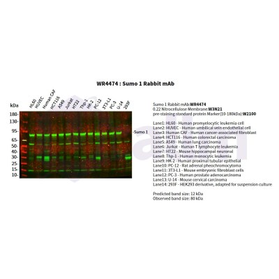 Various whole cell lysates were separated by 4-20% SDS-PAGE, and the primary antibody was used at 4°C, over night with a 1:5000 dilution . The Dylight 800-conjugated Goat anti-Rabbit antibody(Cat:WS0446) was used to detect the antibody.