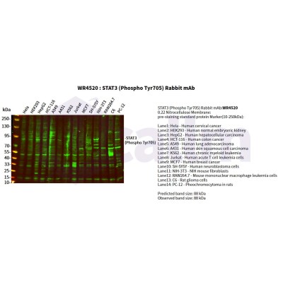 Various whole cell lysates were separated by 4-20% SDS-PAGE, and the primary antibody was used at 4°C, over night with a 1:5000 dilution . The Dylight 800-conjugated Goat anti-Rabbit antibody(Cat:WS0446) was used to detect the antibody.