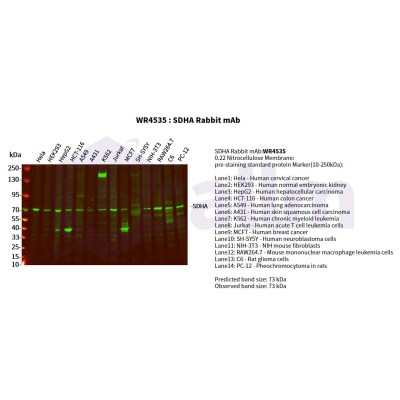 Various whole cell lysates were separated by 4-20% SDS-PAGE, and the primary antibody was used at 4°C, over night with a 1:2500 dilution . The Dylight 800-conjugated Goat anti-Rabbit antibody(Cat:WS0446) was used to detect the antibody.