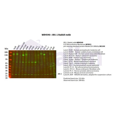 Various whole cell lysates were separated by 4-20% SDS-PAGE, and the primary antibody was used at 4°C, over night with a 1:5000 dilution . The Dylight 800-conjugated Goat anti-Rabbit antibody(Cat:WS0446) was used to detect the antibody.