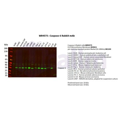 Various whole cell lysates were separated by 4-20% SDS-PAGE, and the primary antibody was used at 4°C, over night with a 1:5000 dilution . The Dylight 800-conjugated Goat anti-Rabbit antibody(Cat:WS0446) was used to detect the antibody.