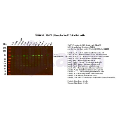 Various whole cell lysates were separated by 4-20% SDS-PAGE, and the primary antibody was used at 4°C, over night with a 1:5000 dilution . The Dylight 800-conjugated Goat anti-Rabbit antibody(Cat:WS0446) was used to detect the antibody.
