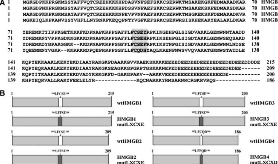 Comparison of amino acid sequences of different HMGBs