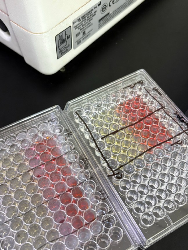 96 - Well Plate with Colored Reactions for CCK - 8 Test