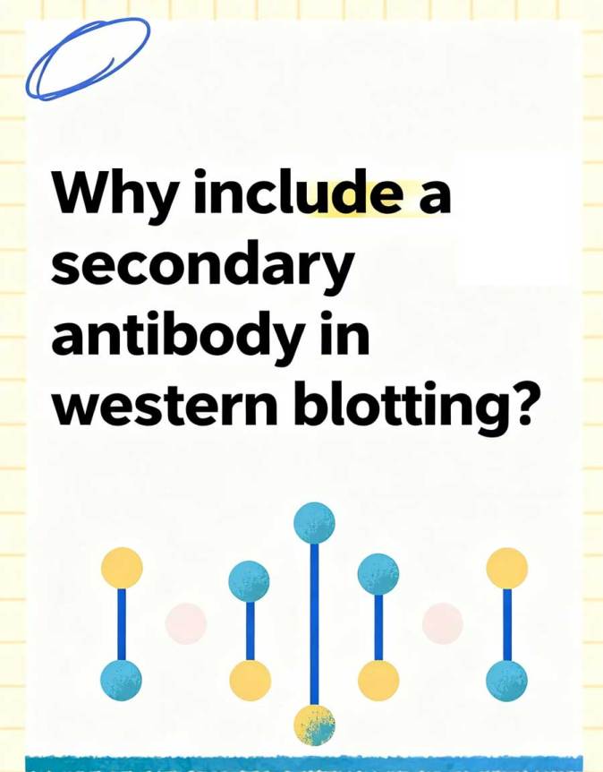 Secondary-Antibody-in-Western-Blot