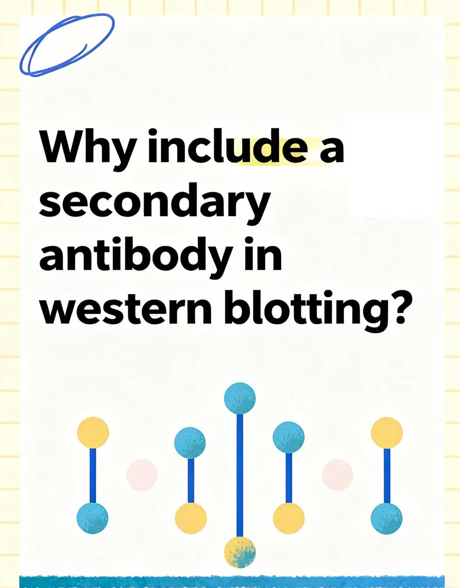 Secondary-Antibody-in-Western-Blot