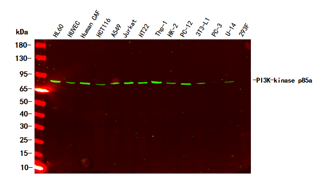 PI3 Kinase P85α Rabbit Monoclonal antibody