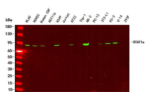 STAT1 α Rabbit Monoclonal antibody - Ucallm