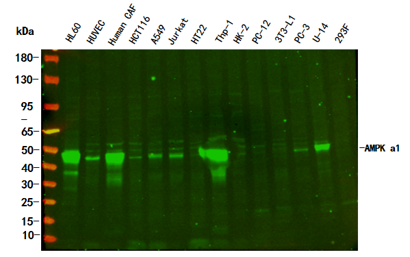 AMPK α1 Rabbit Monoclonal Antibody