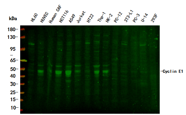 Cyclin E1 Rabbit Monoclonal Antibody