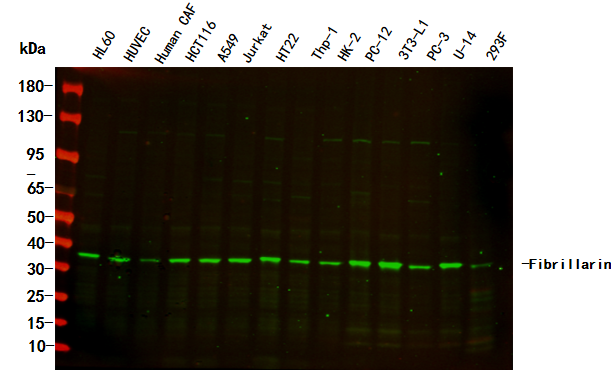 Fibrillarin Rabbit Monoclonal Antibody