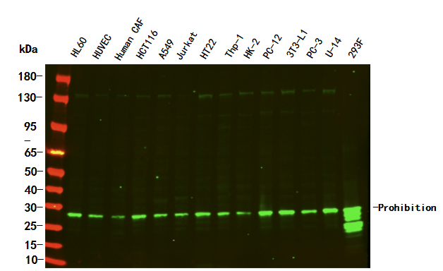 Prohibitin Rabbit Monoclonal antibody