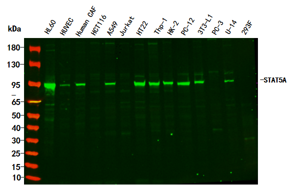 STAT5A Rabbit Monoclonal Antibody