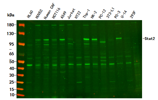 Stat2 Rabbit Monoclonal Antibody