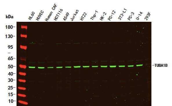 alpha-Tubulin Rabbit Monoclonal antibody