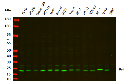Bad Rabbit Monoclonal antibody