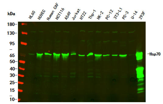 HSP70 Rabbit Monoclonal antibody