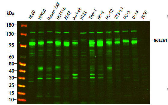 Notch1 Rabbit Monoclonal Antibody